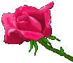 Lonely Rose